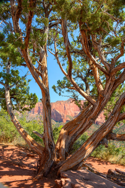 kolob canyons