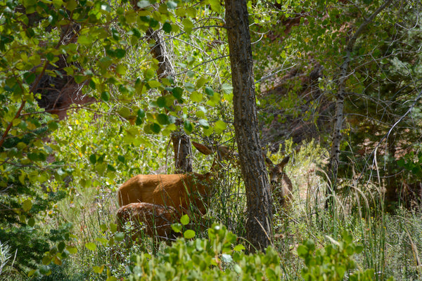 kolob canyons