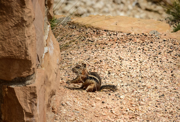 bryce canyon