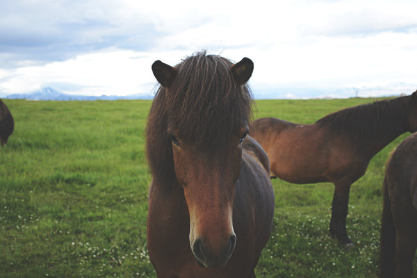 south iceland