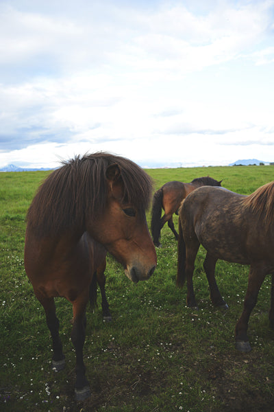 south iceland