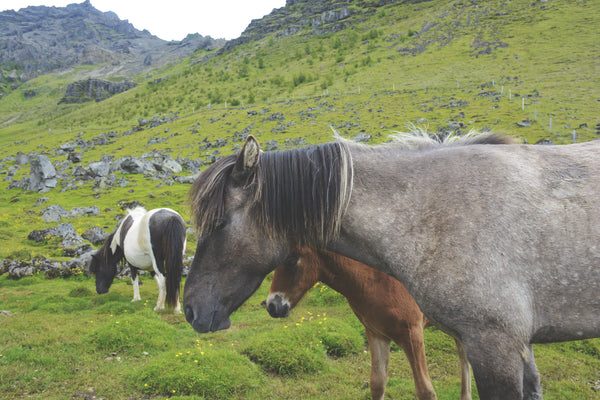 south iceland